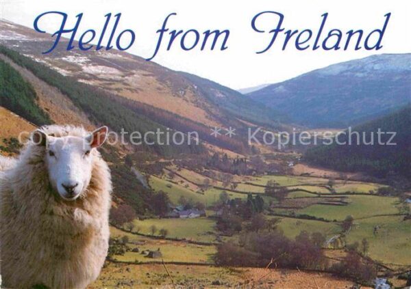 Schafe Ireland