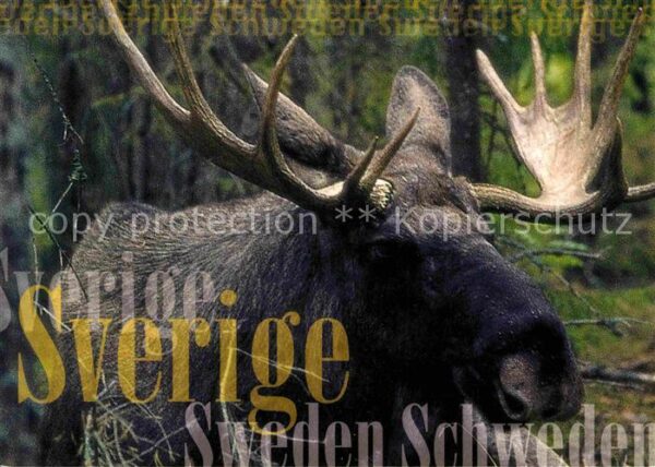 Elch Schweden Sverige