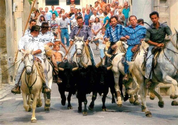 Pferde Abrivado Camargue