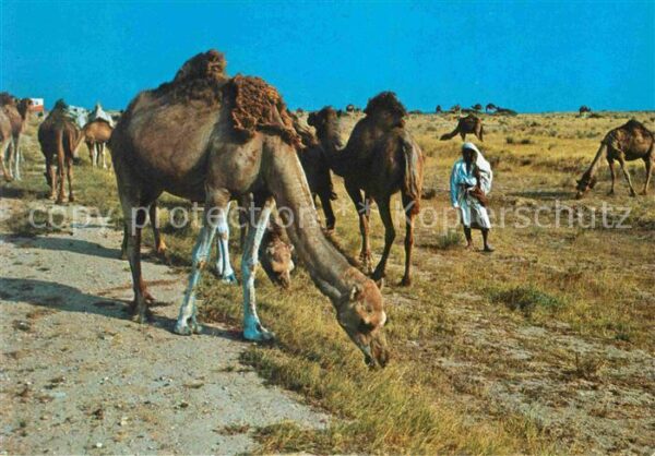 Kamel  Camel Chameau Troupeau de Chameaux Desert Tunisie