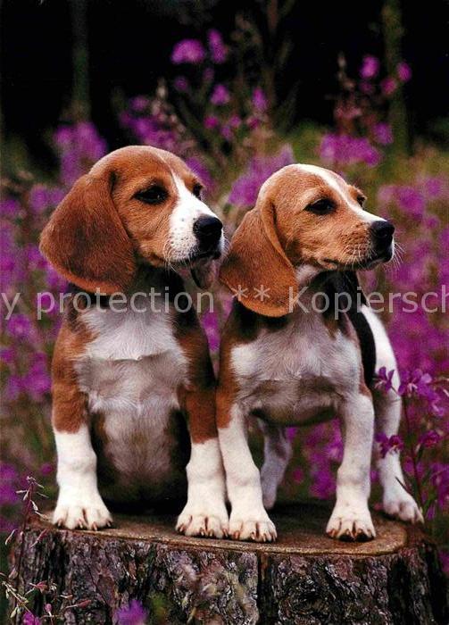 Hunde Beagle