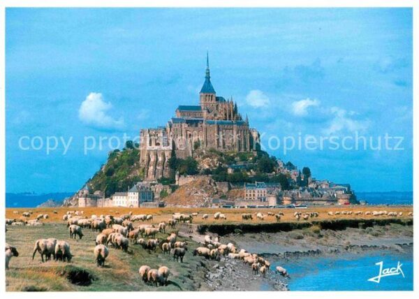 Schafe Mont-Saint-Michel