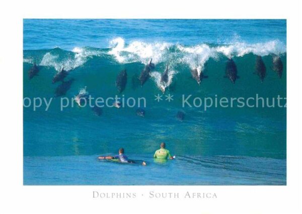 Delfine Delphine Dolphins Dauphins Delfi South Africa Bottlenose Dolphins