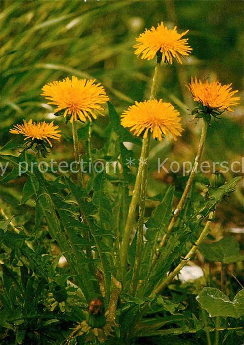 Blumen Löwenzahn Bund für Naturschutz Aargau