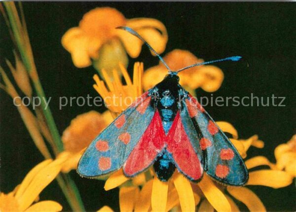 Schmetterlinge Blutströpfchen Bund für Naturschutz Sch