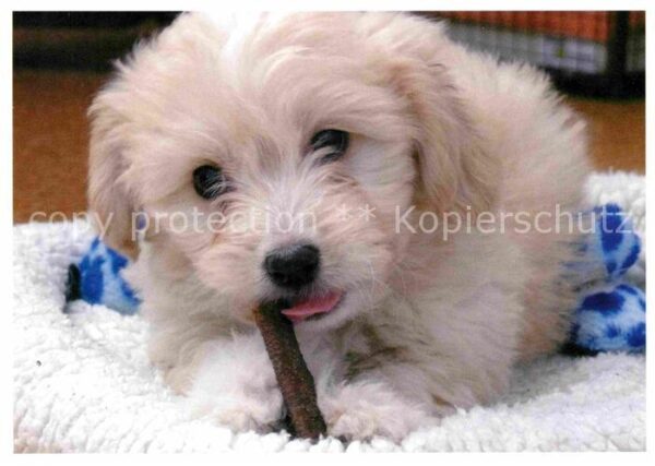 Hunde Welpe Tierschutz Basel