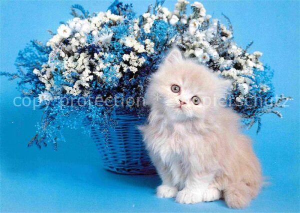 Katzen Blumen