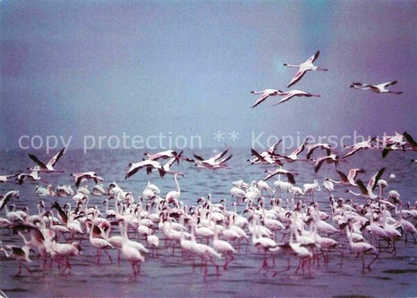 Flamingo Lake Nakuru Kenia