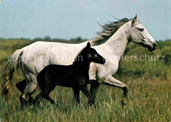 Pferde Camargue Poulain Horse