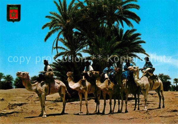Kamel  Camel Chameau Caravana de Meharistas de M'Hamid Maroc