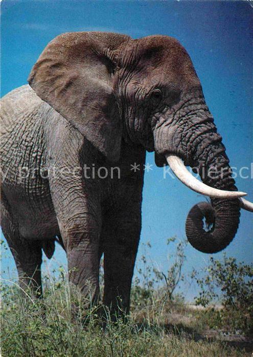 Elefant Jambo Kenya