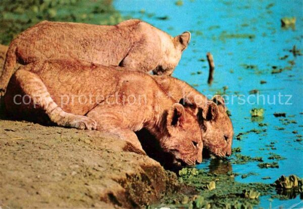 Loewe Löwin Africa Lionesses