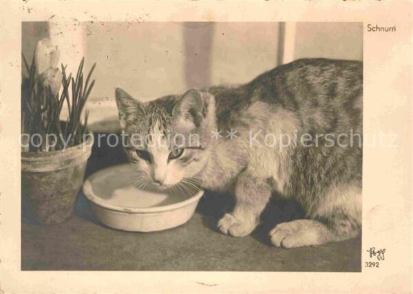 Foto Popp Nr. 3292 Katze Schnurri