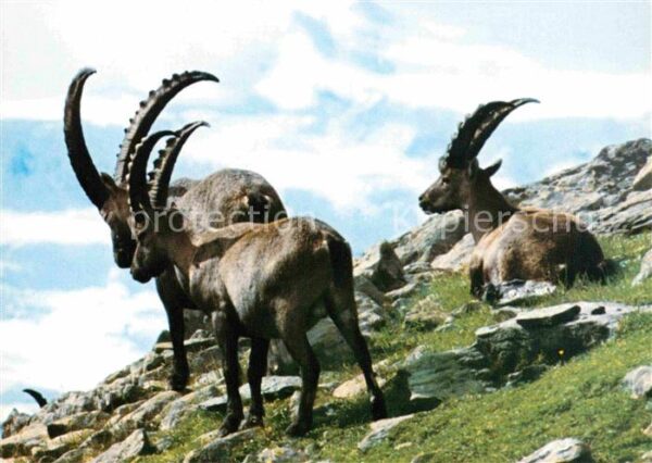 Steinbock Alpensteinböcke Ibexes Bouquetins