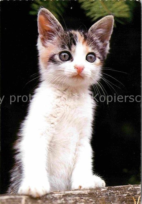 Katzen Hauskatze Chat Cat
