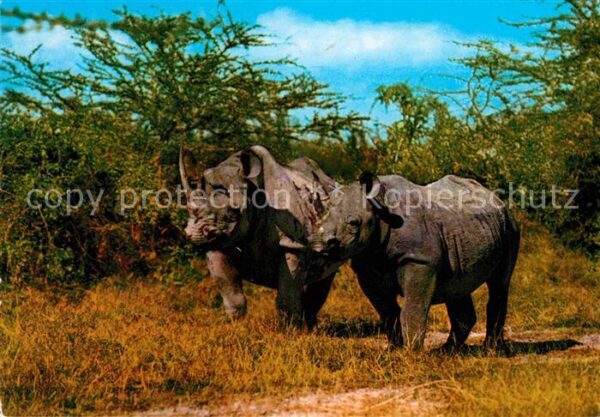 Nashorn Rhino Africa