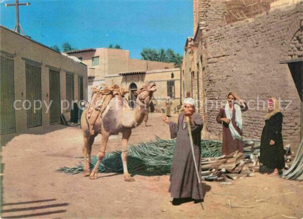 Kairo Oase Fajum Camel