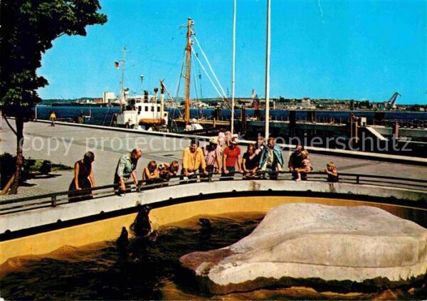 Kiel an der Kiellinie Seelöwen
