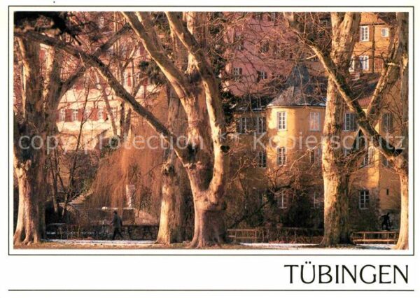 Tuebingen Hölderlinturm Platanenallee