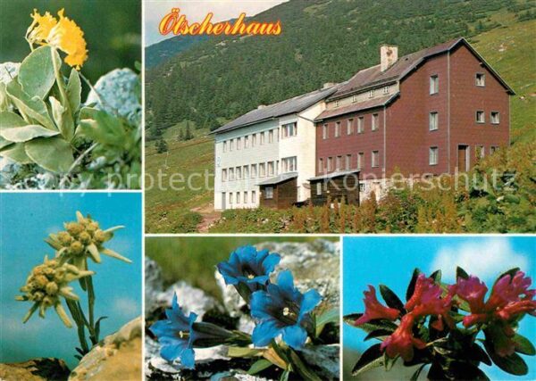 Lackenhof Gaming Ötscherhaus Alpenflora