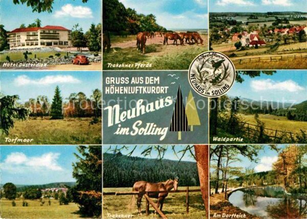 Neuhaus Solling Hotel Düsterdiek Trakehner Pferde Waldp