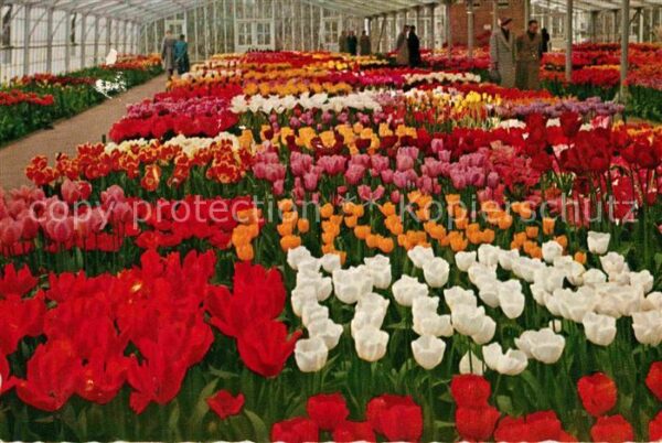 Lisse Tulpenfeld Keukenhof