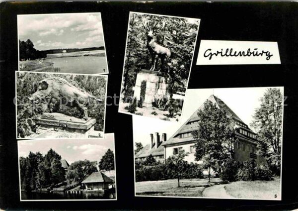 Grillenburg Bad Tharandter Wald Wildschwein Hirsch