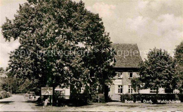 Born Darss Waldschänke Alter Baum