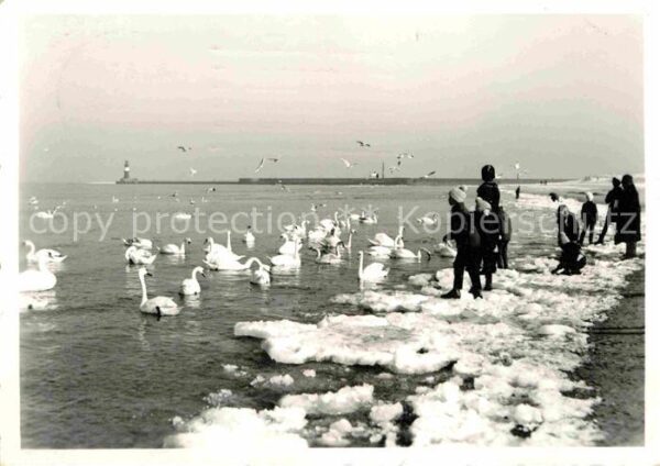Warnemuende Ostseebad Winterfütterung am Strand Mole Leuchttu