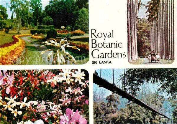 Sri Lanka Royal Botanic Gardens Tropical Flora Bo