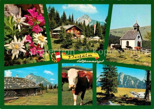 Strobl Postalm Bergrestaurant Alpenflora Kuh K