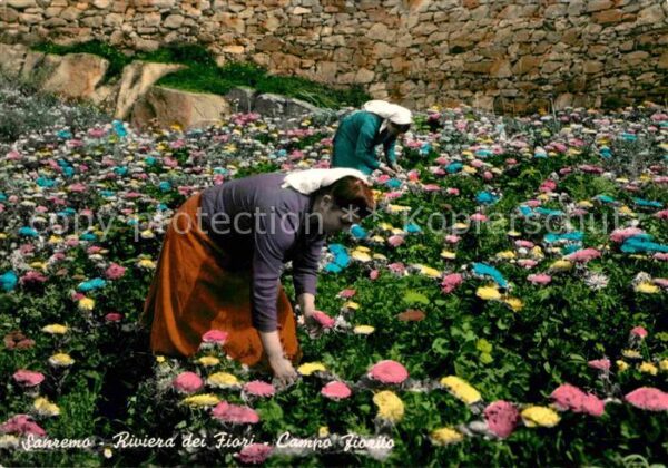 Sanremo Campo fiorito Blühendes Feld