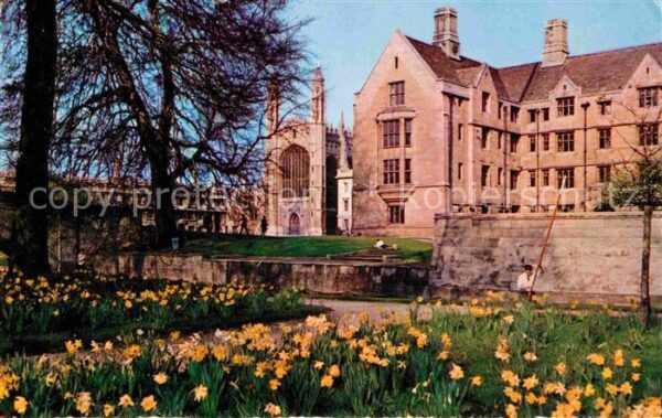 Cambridge Cambridgeshire Daffodil Time