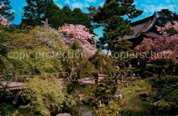 Willow Creek California Cherry Blossoms and Pool inside the Jap