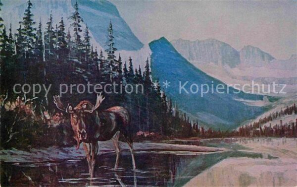 Elch Glacier Park Moose L. H. Peters