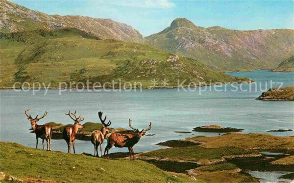 Hirsch Royal Stag Velvet Scottish Highlands