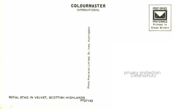Hirsch Royal Stag Velvet Scottish Highlands – Bild 2