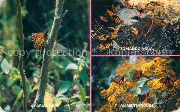 Schmetterlinge Mariposa Monarca Michoacan Mexico Toman