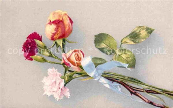 Rosen Nelken