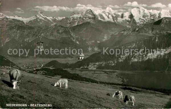 Sessellift Niederhorn Beatenberg Kühe Interlaken T