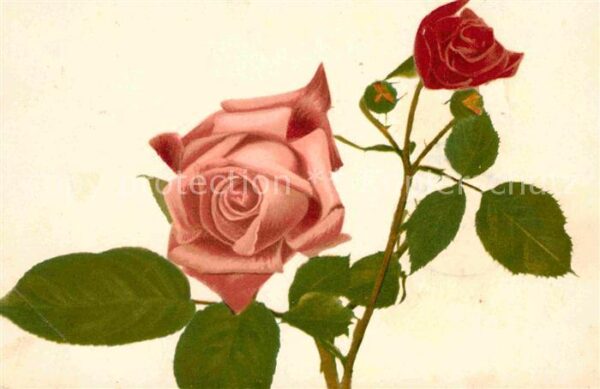 Rosen