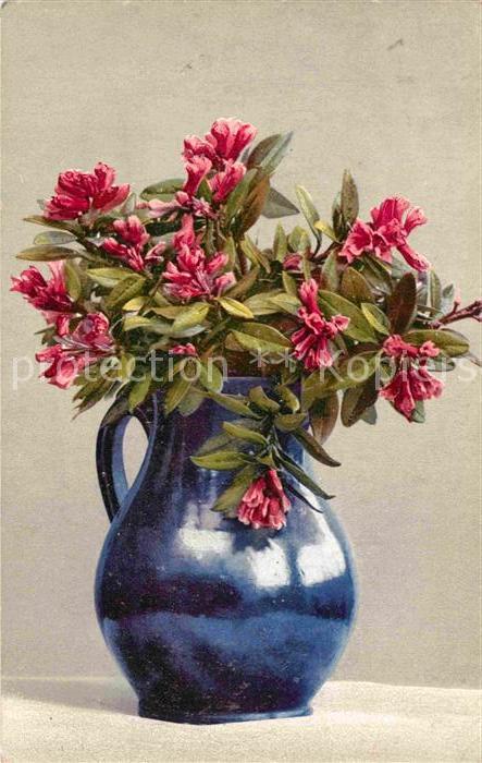 Verlag Photochromie Nr. 450 Rhododendron ferrugineum