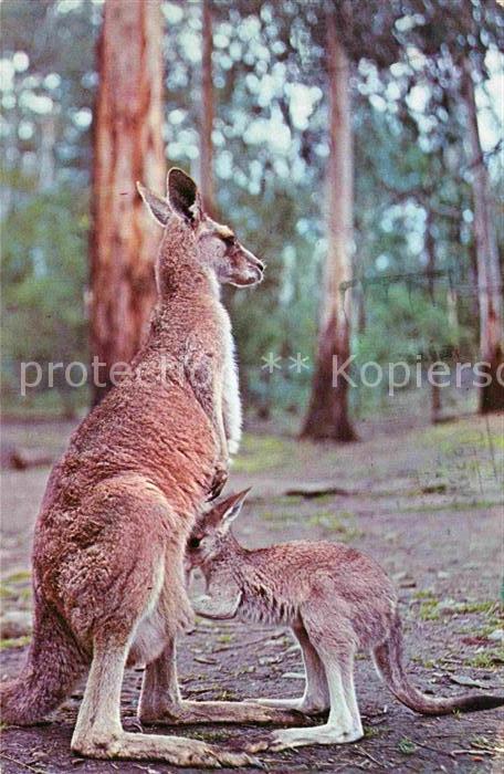 Tiere Kangaroo and Joey Australia