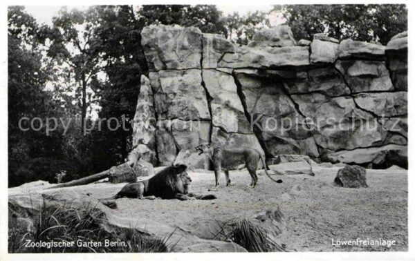 Zoo Berlin Löwenfreianlage