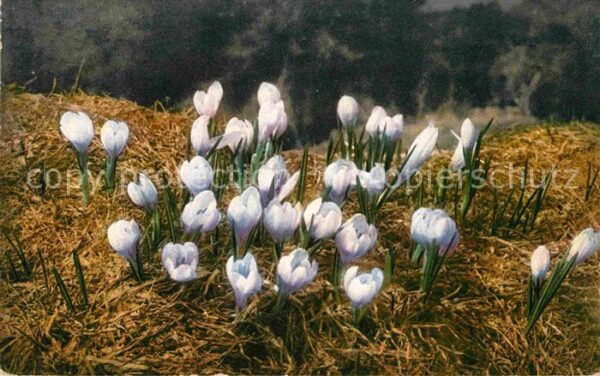 Blumen Frühlings-Safran Crocus albiflorus