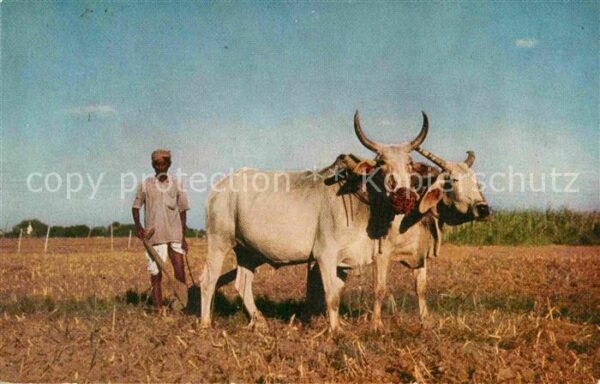 Landwirtschaft Ochsen Indien Indian Farmer