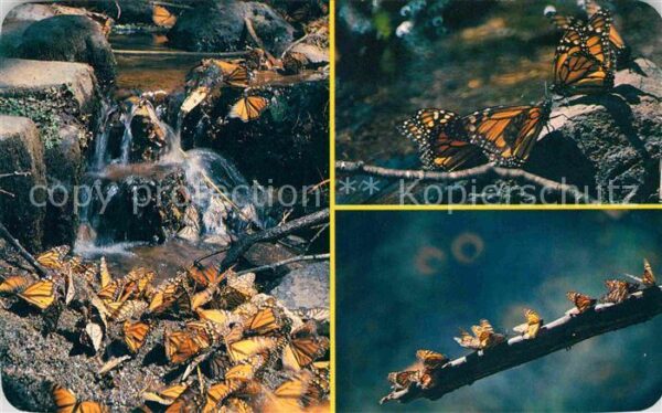Schmetterlinge Mariposa Monarca Mexico Michoacan