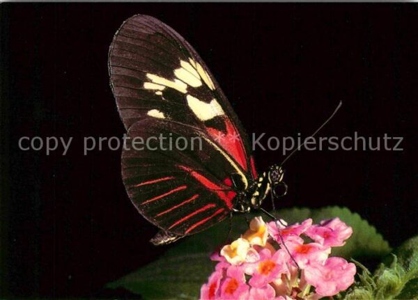 Schmetterlinge Heliconius melpomene Papiliorama Tropic