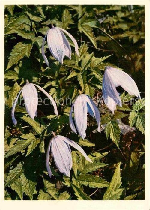 Blumen Ranunculaceae Clematis Alpina Alpenrebe