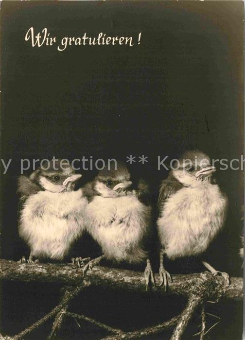 Voegel Glückwunsch